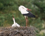 White Stork_ANL_7930